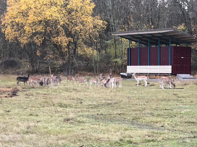 Hjortarnas foderplats