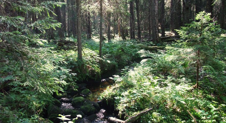 Granskog och mindre vattendrag i Basttjärnsrönningens naturreservat.