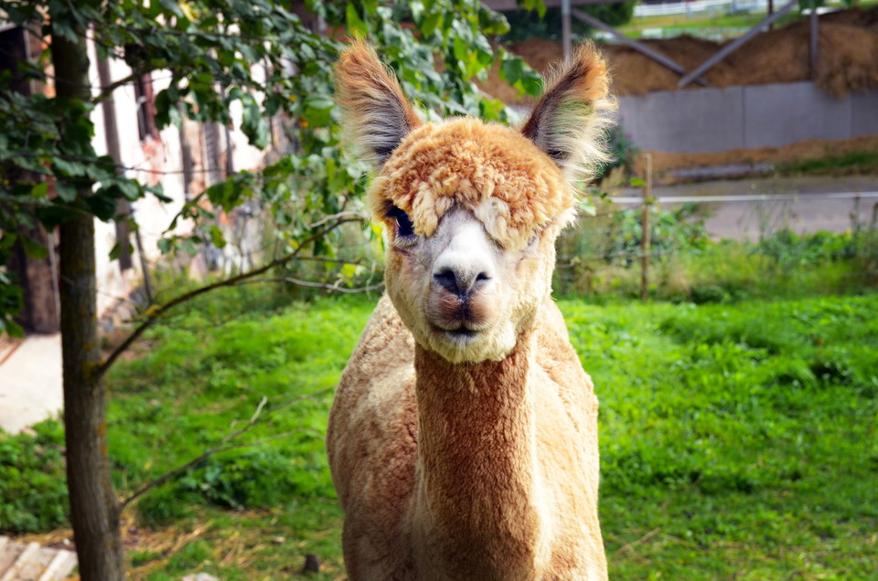Cykla Vänerleden med barnen – Kristinehamn