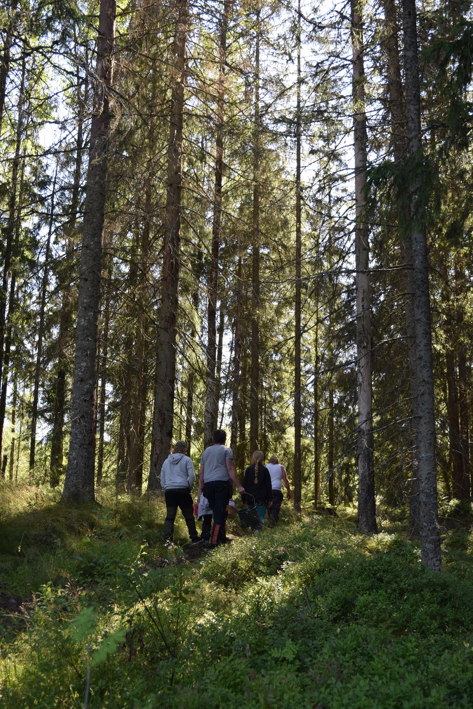 Vandrare som går i granskog