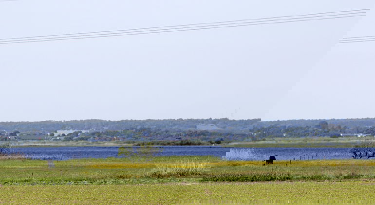 Vy över strandängarna vid Hammarsjön.