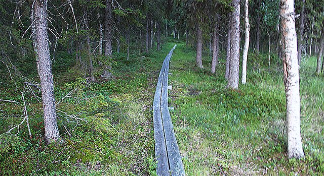 Trail to south observation tower, Lamburträsket