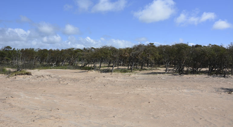 Vy från strand in mot skog