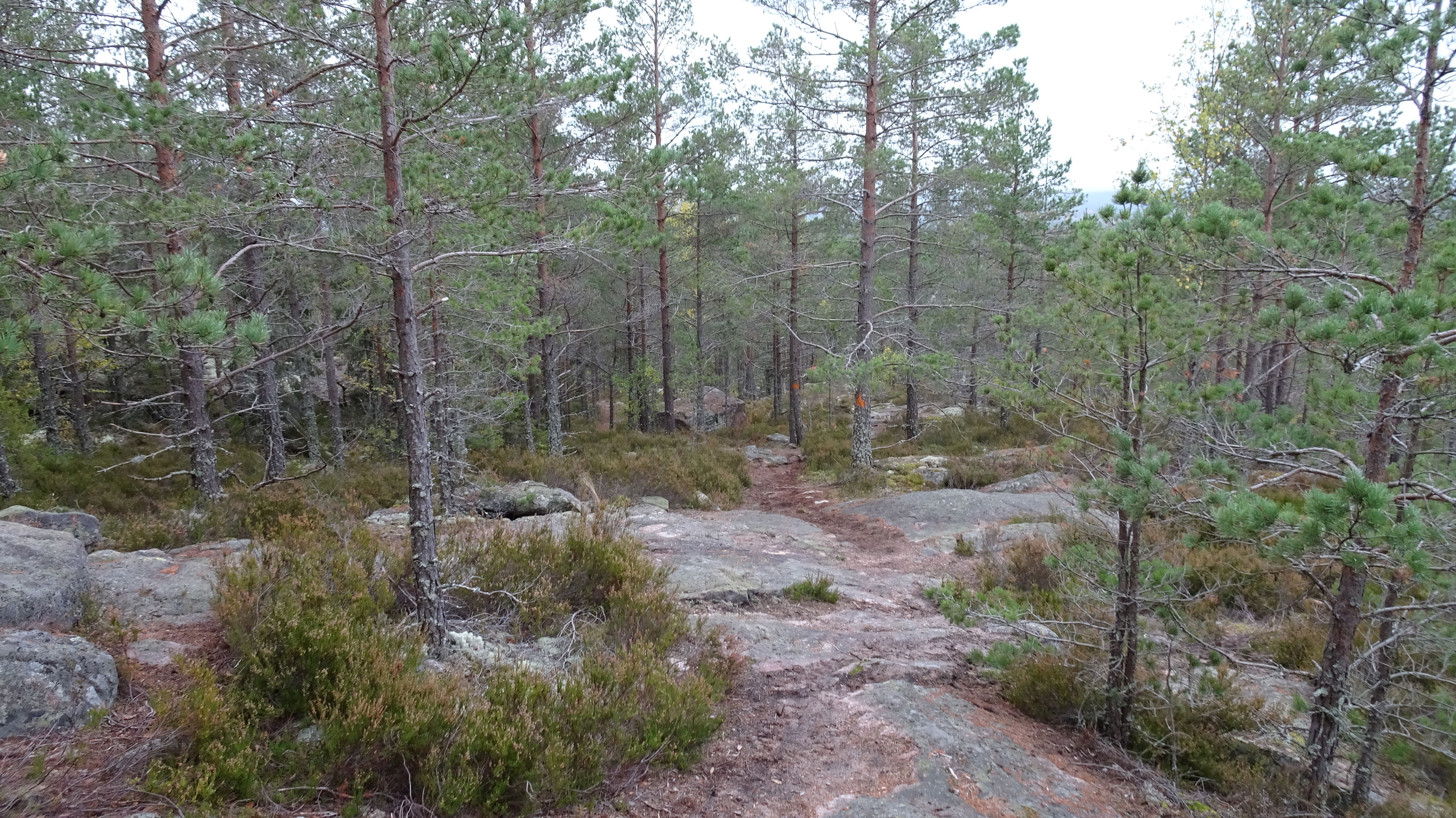 Höstbild. Södra Landsberget.