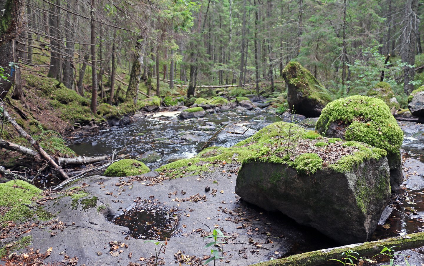 Venabäcken porlar över stenar omgiven av skog.