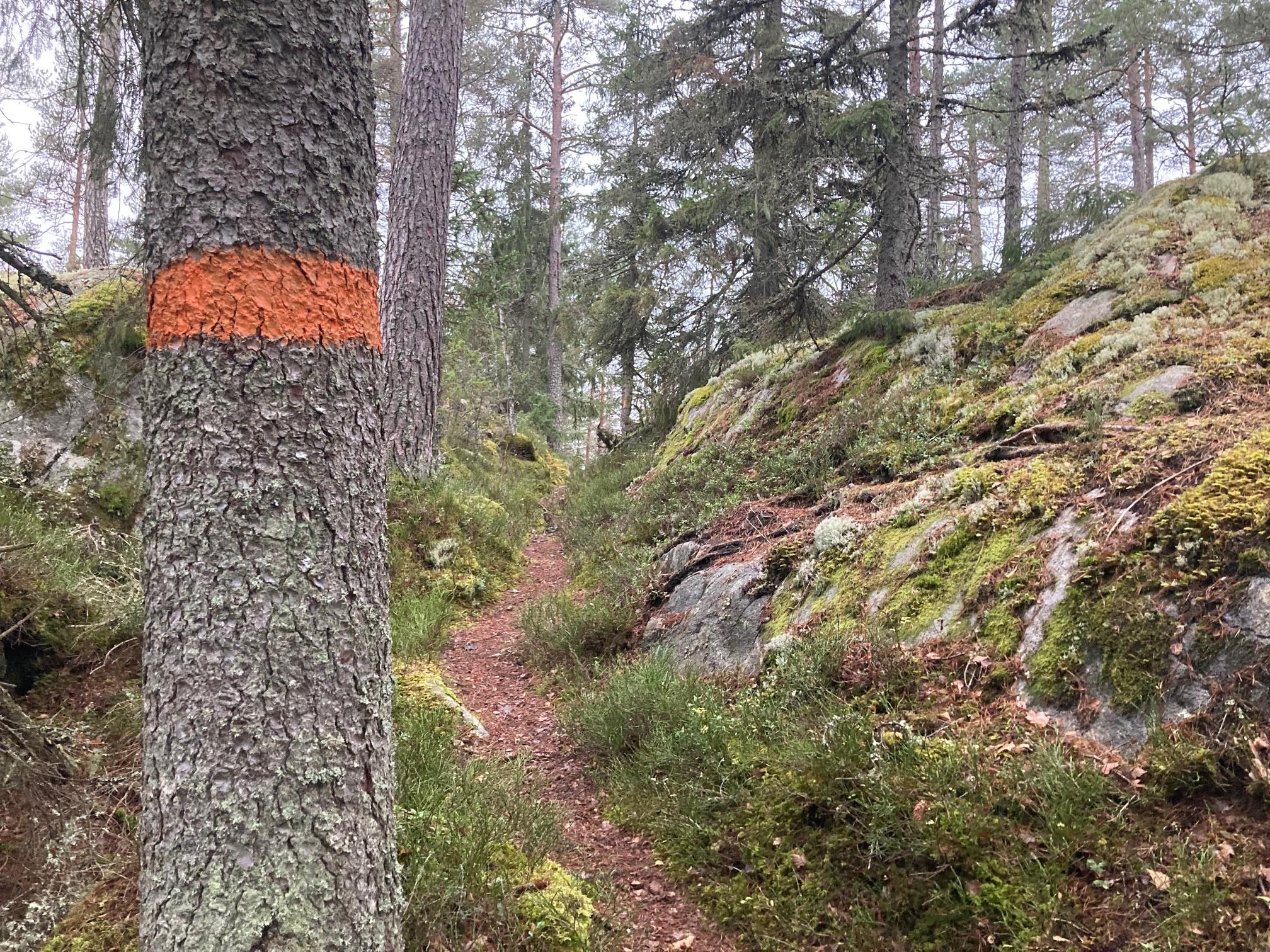 Leden i den nordöstra delen genom vacker barrskog