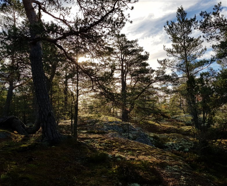 Hällmarkstallskog på östra Bosön. Foto Lidingö stad