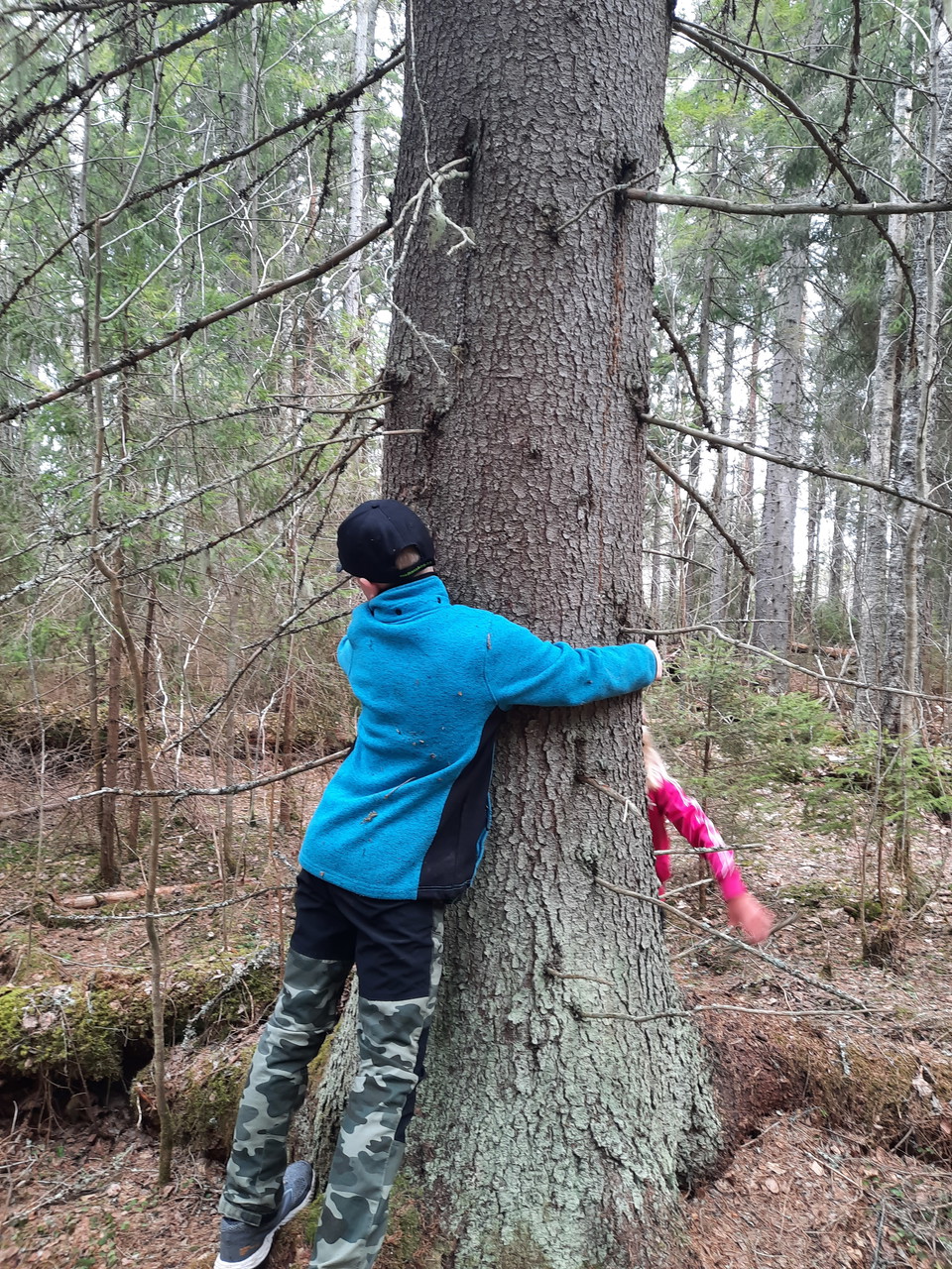 Några rejäla gamla granar finns inom området. 