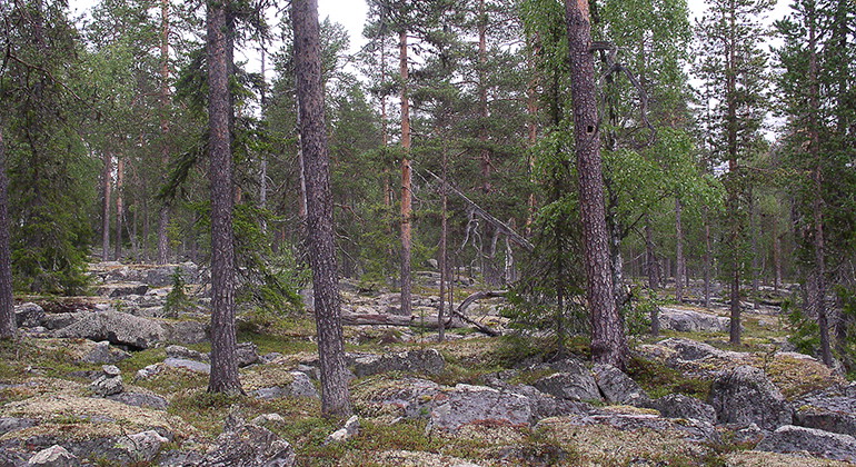 Naakaoja.