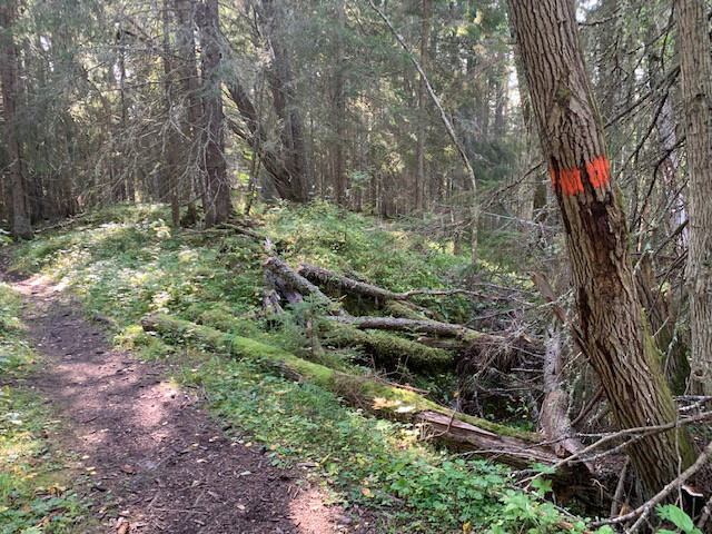 Längs med leden
