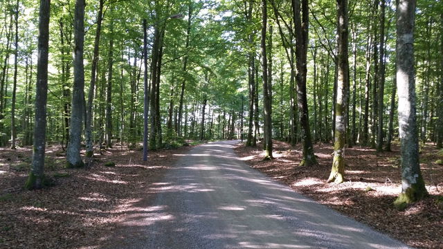 Sigfridsleden etapp SL4 Notteryd-rastplats Hemmesjösjön – En del av Smålandsleden