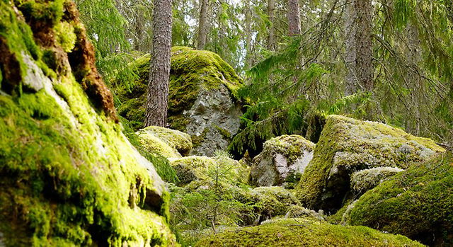 Gäddöskogens naturreservat