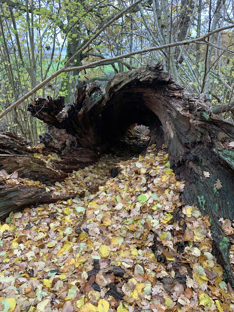 Spännande ekmiljö vid Västeräng, Tullgarns naturreservat. Foto: Länsstyrelsen Stockholm