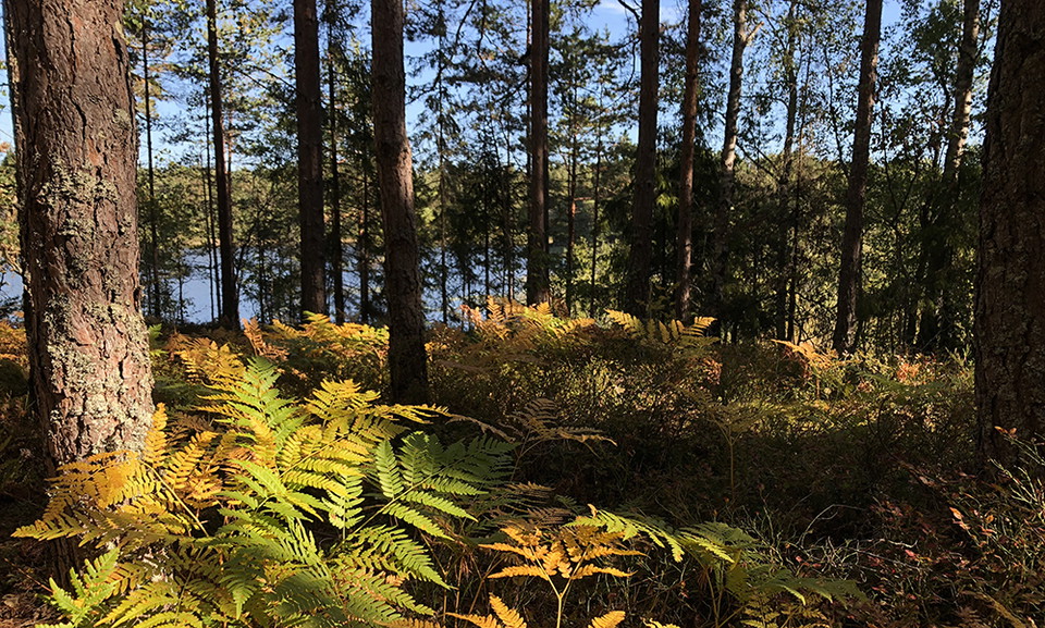 Dammstakärret syns bakom trädstammar och höstgula ormbunkar.