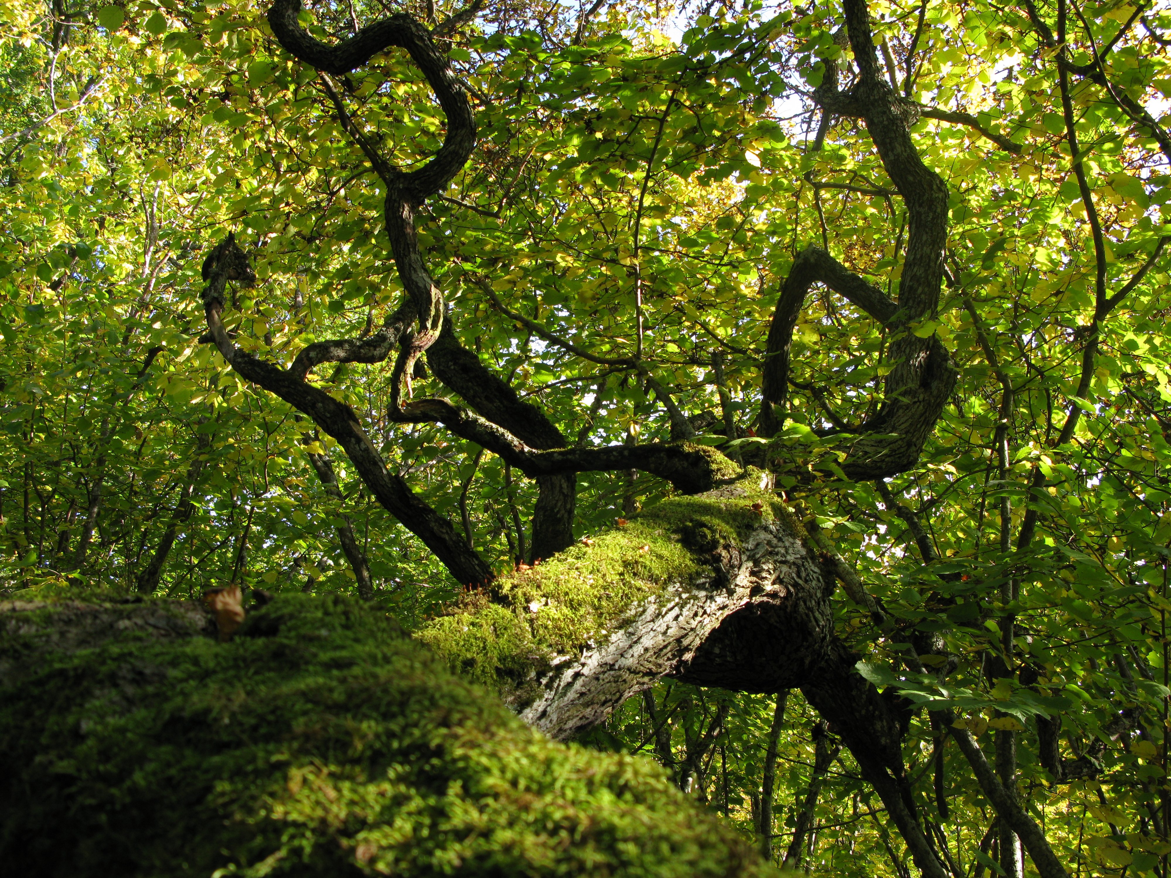 Närbild på en mossklädd trädstam och ett tätt lövverk.