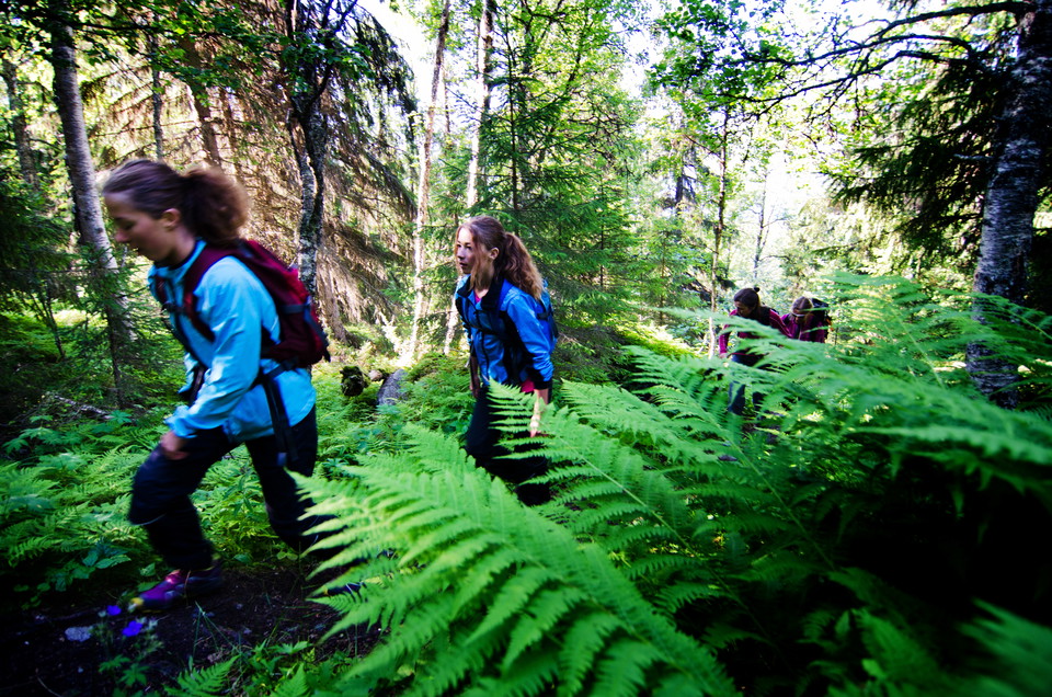 Frodig skog i början av vandringen