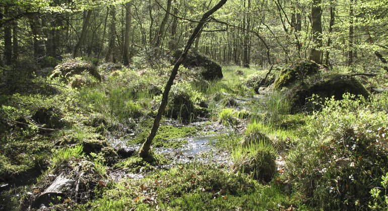Reservatet består både av skog, kärr och myrstråk. På sina ställen rinner vattnet fram i små vattendrag mellan sten och stock. 
