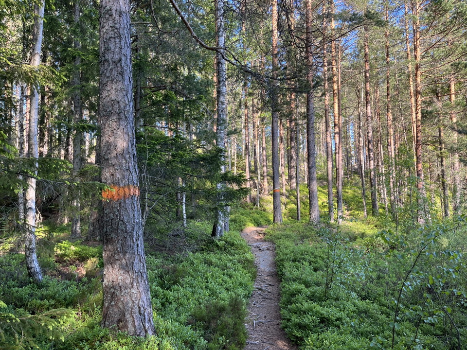 Längs med leden