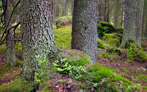 Lännaskogens hagmarker och orörd gammelskog