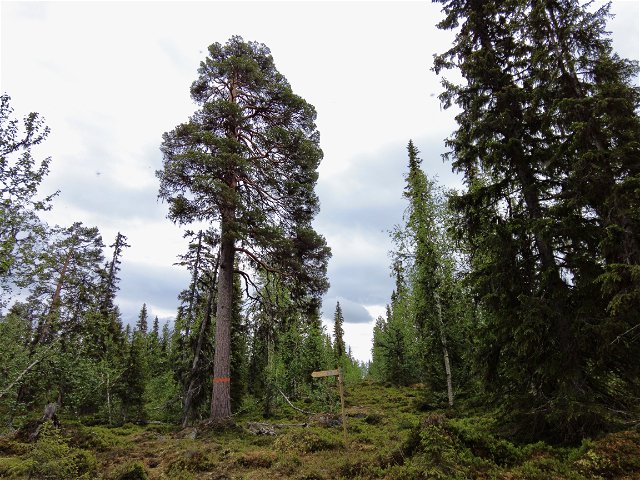 Dainabäcken–Dainanäs, Urskogsleden