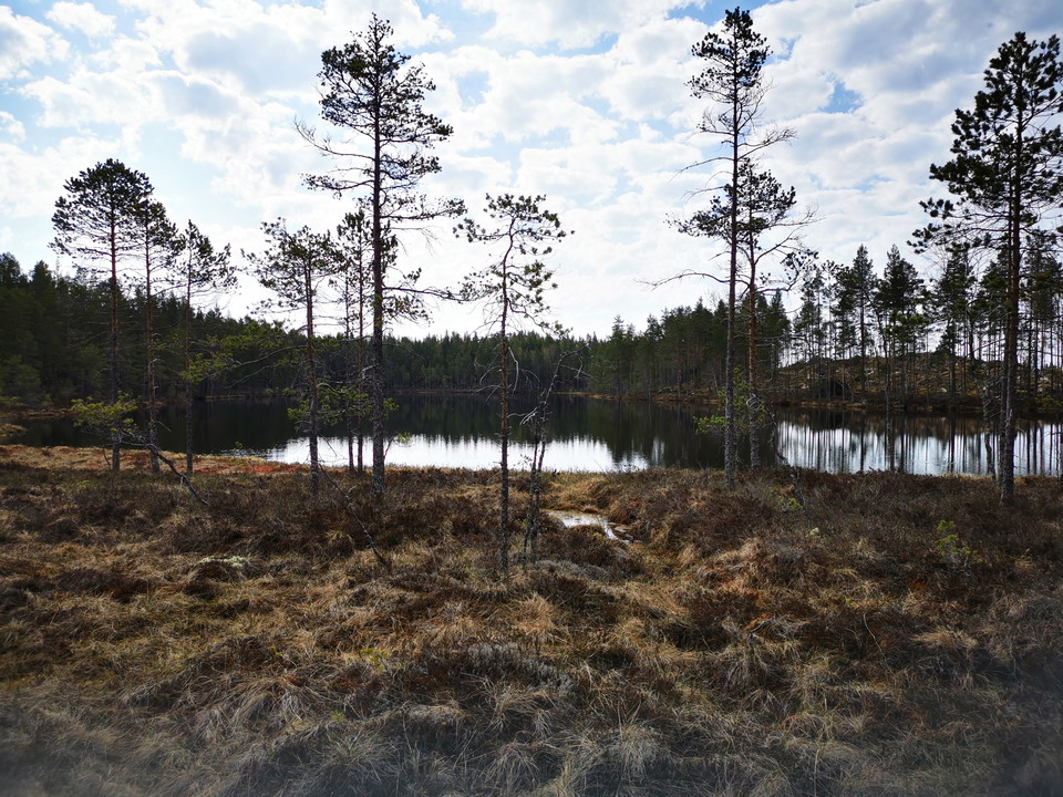 Blåmustjärnen