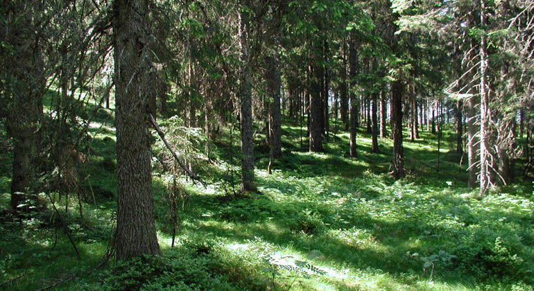 Godgrubberget, Naturreservat