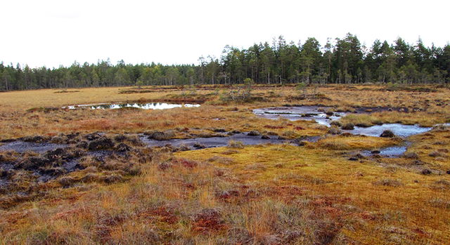 Butjärnskogen, Naturreservat