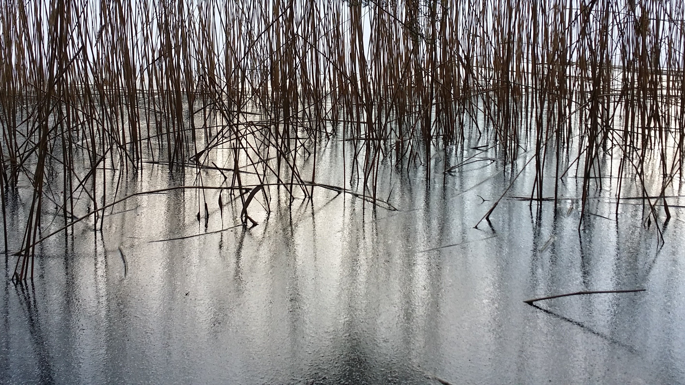 Vasskant i Kottlasjön på vintern. Foto Lidingö stad