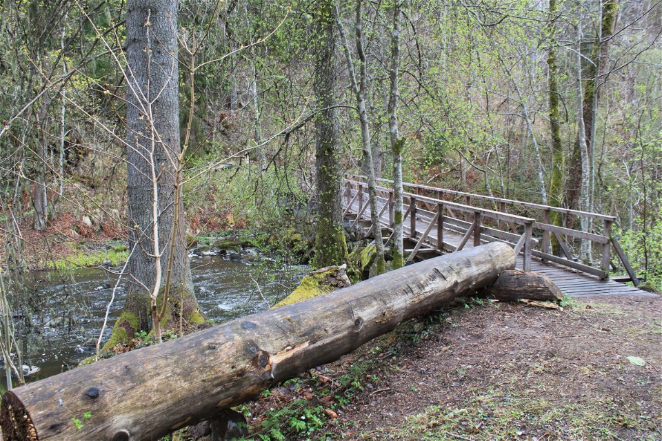 En smal träbro med handräcken går över ett vattendrag i skogen. Vid bron ligger en stor stock.