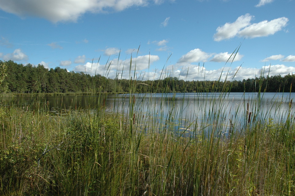 Genom vassen skymtar en sjö fram. Runtom sjön är det tät skog. 