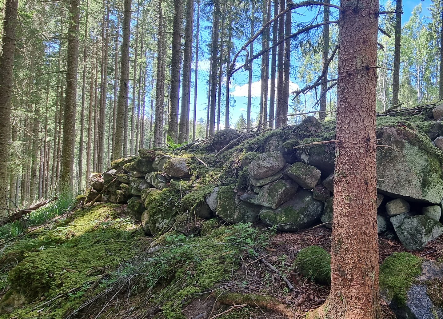Forest west of Lafallhöjden.
