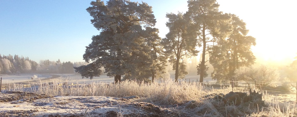 Vinterkrispigt Täby prästgård.