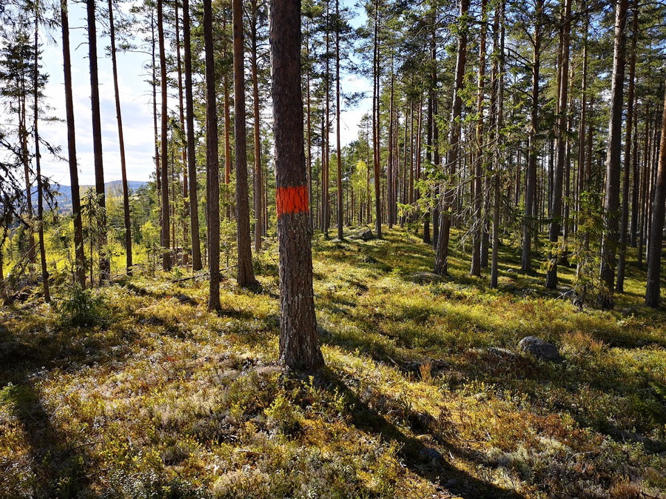 Foto: Åsa Eriksson