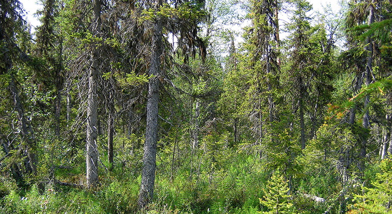 Vinsanlehto.