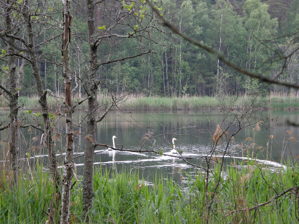 Svanpar som simmar i tjärn.