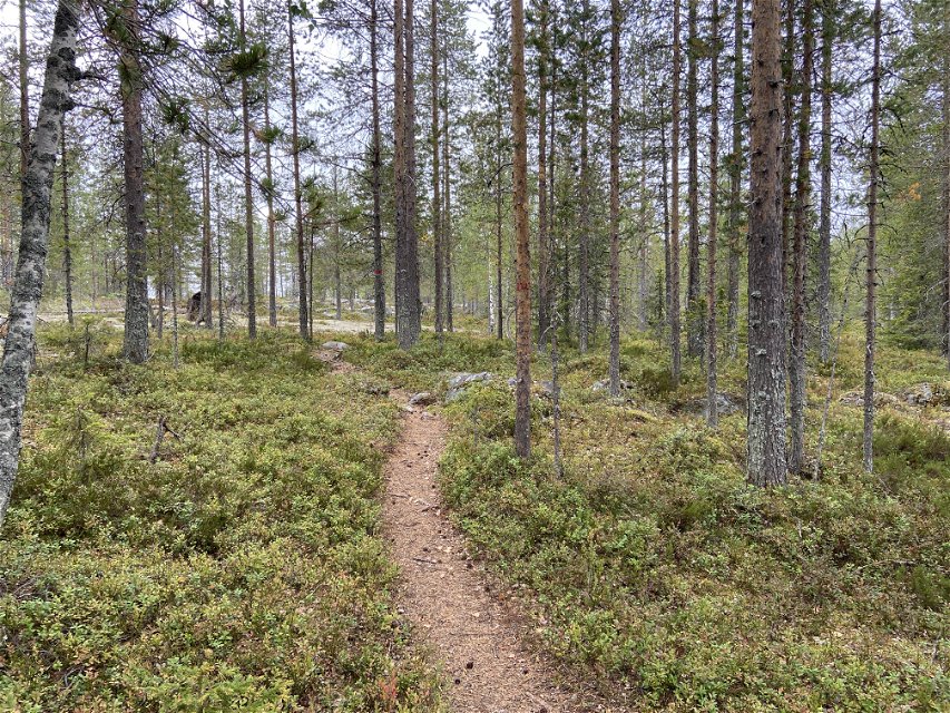 A path in coniferous forest.