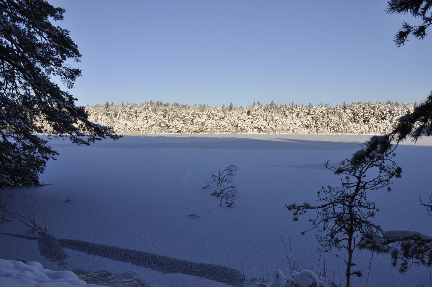 Dammstakärret på vintern.