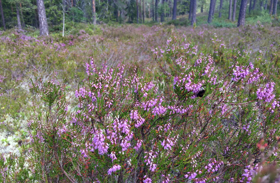 Blommande ljung.