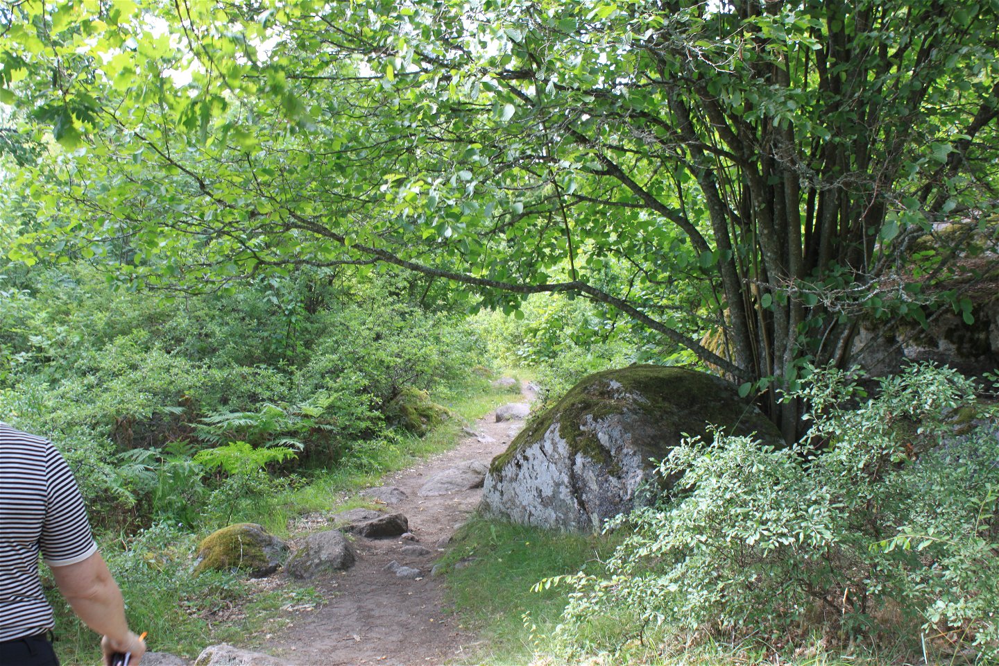 En smal och stenig stig med tät buskage på båda sidorna. En gren av en hasselbuske hänger lågt över stigen. 