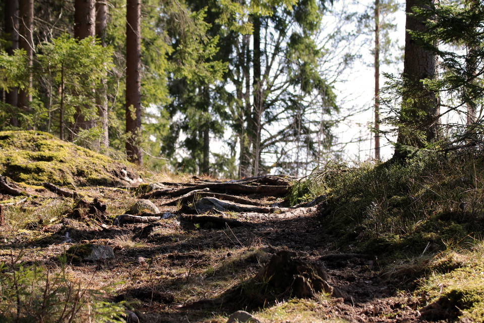 Stig i uppförsbacke över slingrande rötter och stenar.
