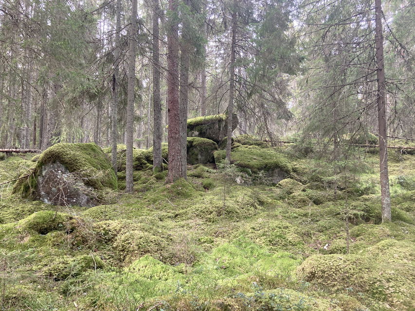 Hjärtasjöns naturreservat - foto: Kersti Beck Larsson