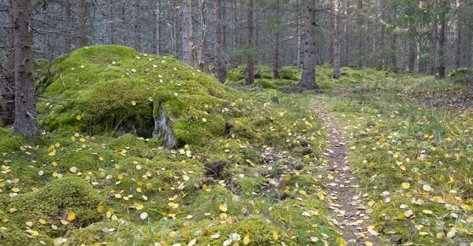 Härlig skogsstig längs Östgötaleden sträckan Misterfall-Kisa
Kinda