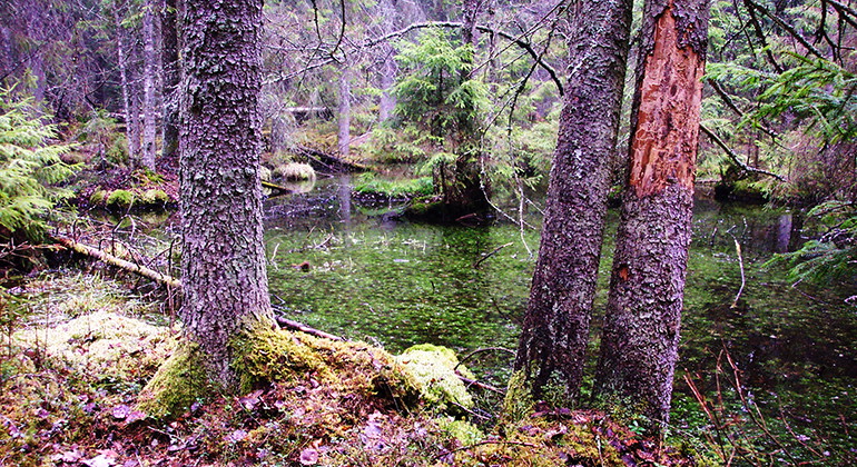 Fotograf: Daniel Cluer