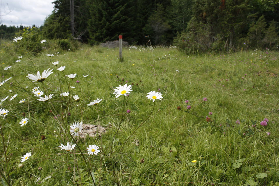 En äng med många blommor. I bakgrunden står en låg stolpe med röd markering på.