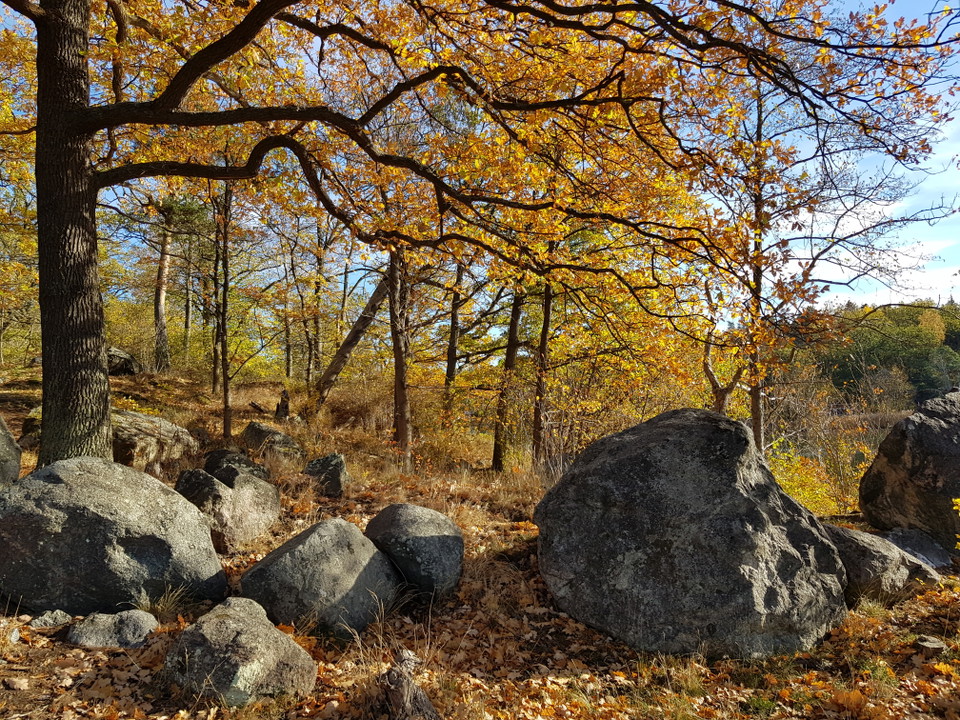Ek på Taheiti. Foto Lidingö stad