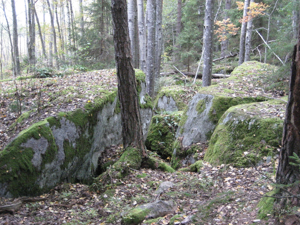 I skogen ligger flera stora stenblock med träd som växer emellan.