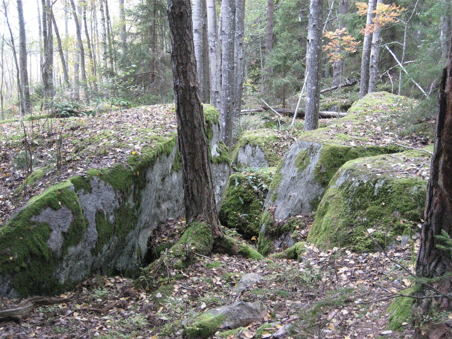I skogen ligger flera stora stenblock med träd som växer emellan.