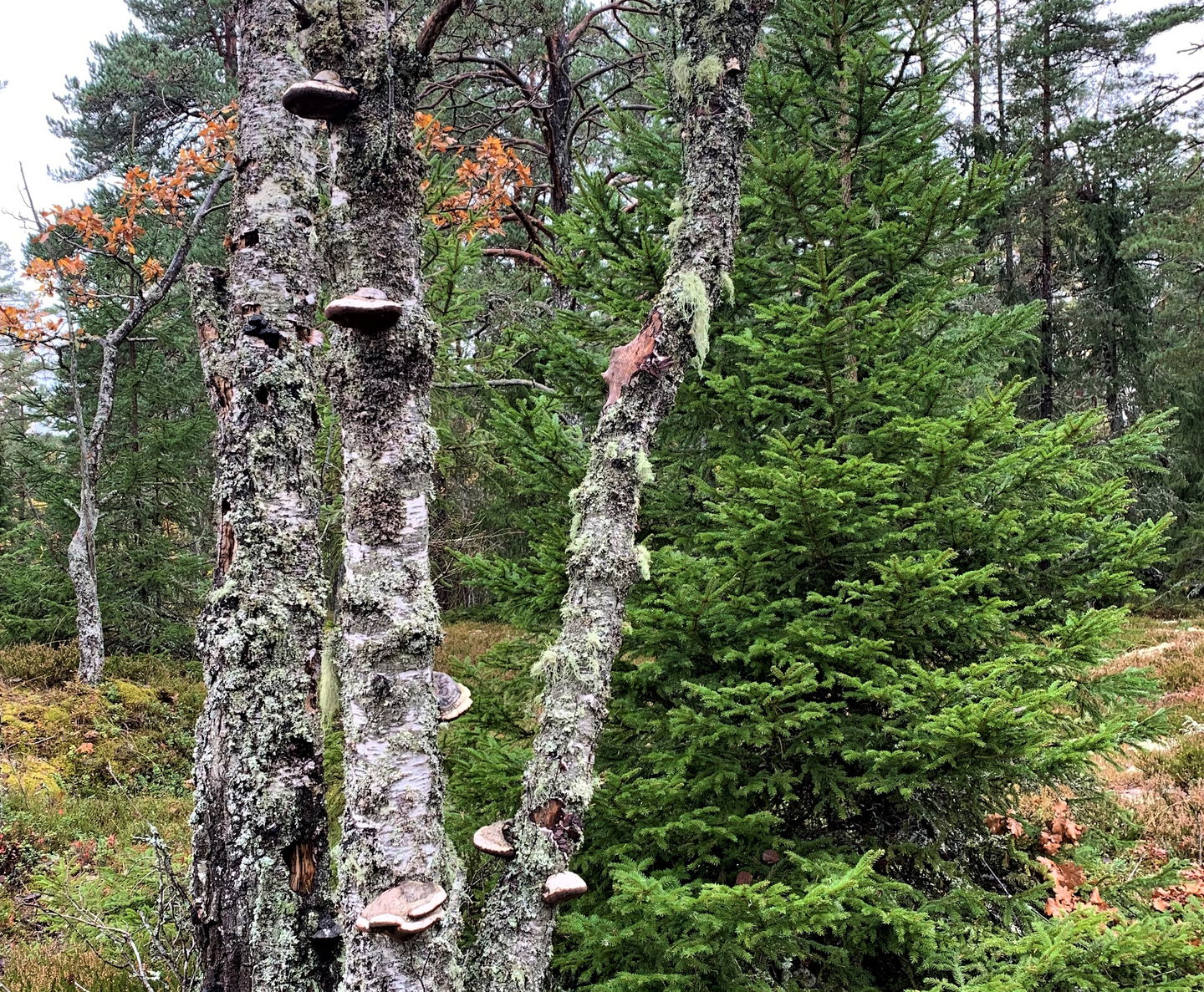 På gamla döda träd växer lavar, mossor och tickor. Vet du vad någon av dem heter? 