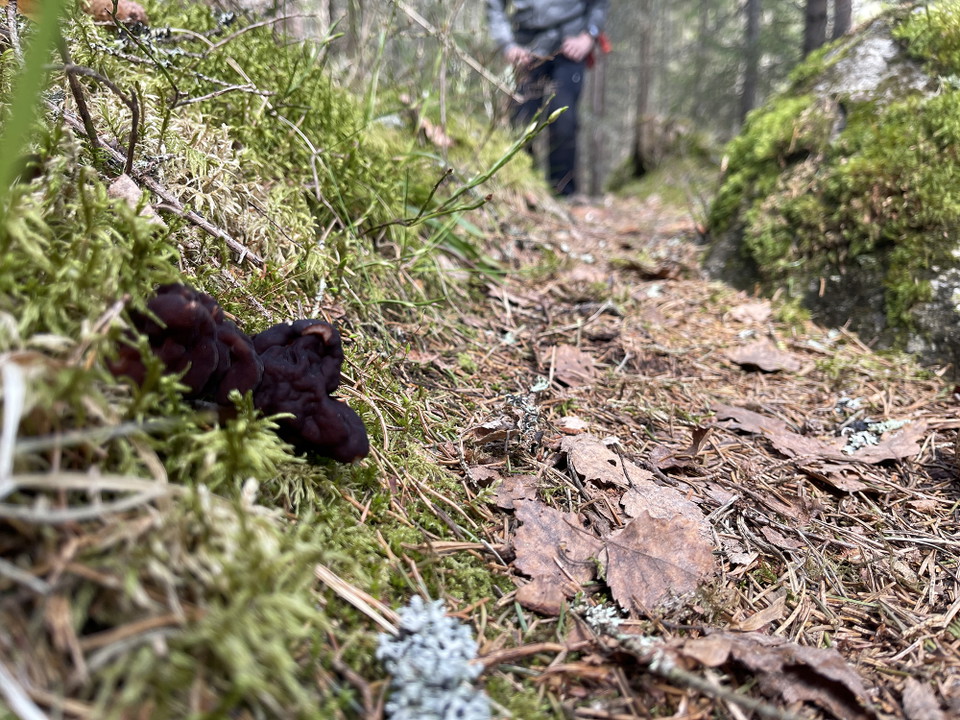 Brun, skrynklig svamp växer i kanten av stig.