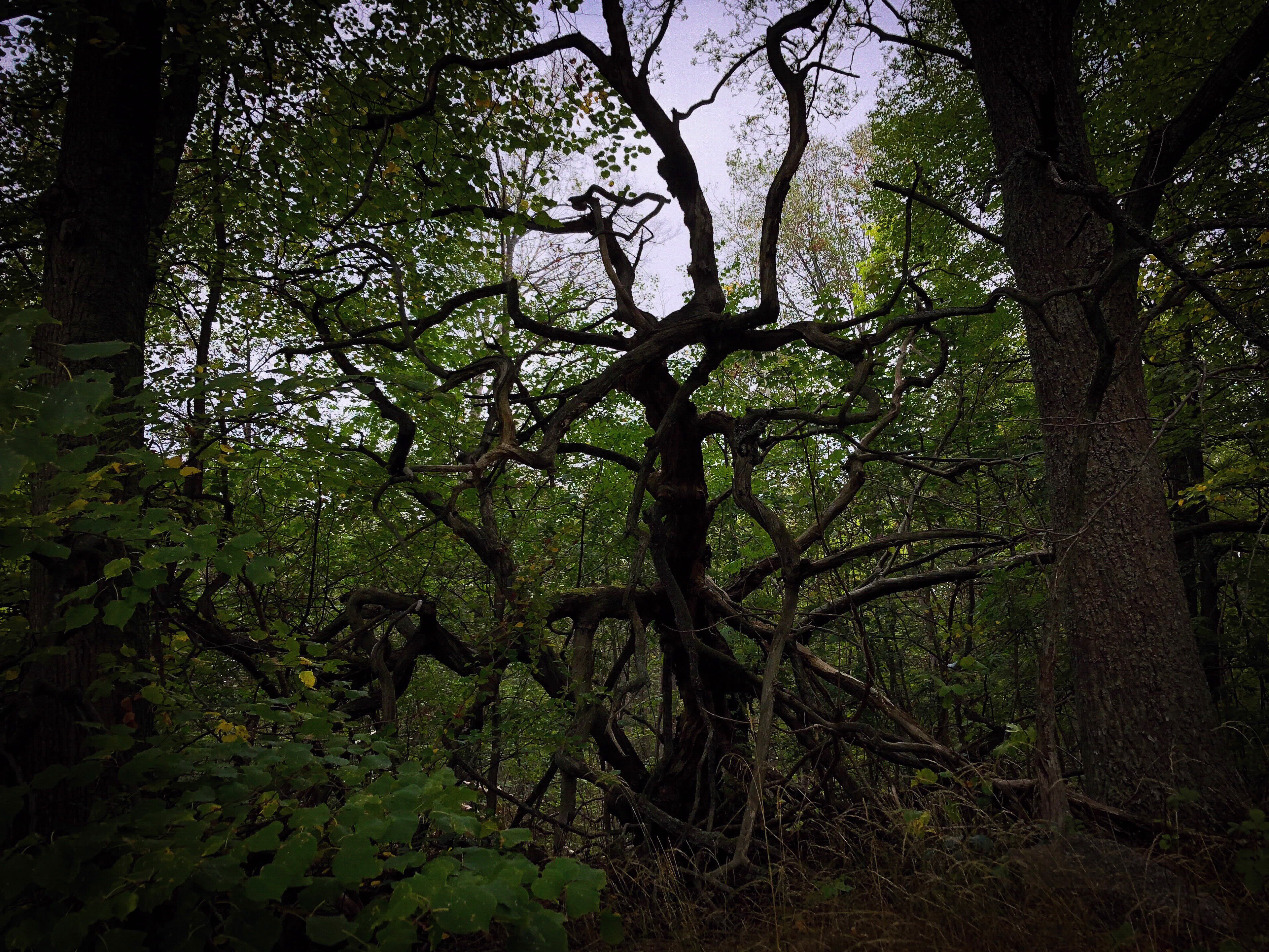 En gammal död lind med grenar som sträcker sig likt armar.